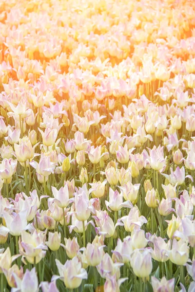 Colorful, beautiful blooming tulips — Stock Photo, Image