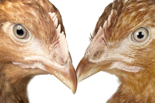Dua muda, ayam merah — Stok Foto