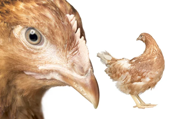 Zwei junge, rote Hühner — Stockfoto