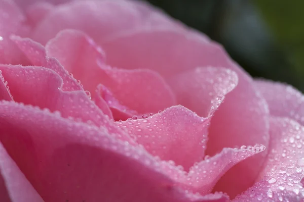 Hermosos pétalos de flor de rosa —  Fotos de Stock