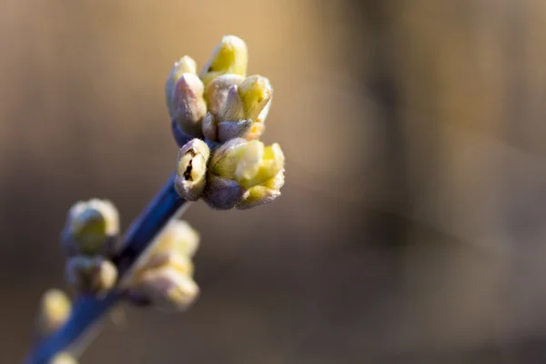 Spring blossoming buds on branch — Stock Photo, Image