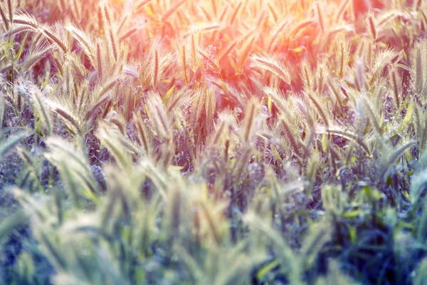 Hierba de pradera con orejas al sol de la mañana —  Fotos de Stock