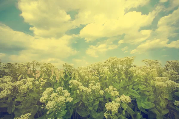 Prairie verte pittoresque avec des fleurs blanches — Photo