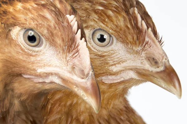 Two young, red hens — Stock Photo, Image