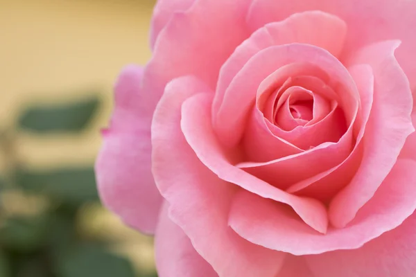 Beautiful petals of rose flower Stock Photo