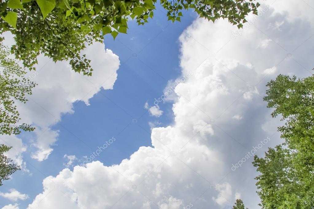 Bottom view of  sky with green trees