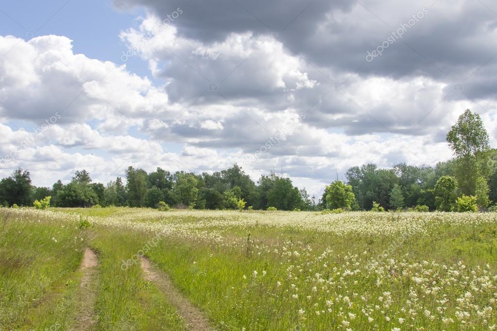 Meadow with flowers and forest on background