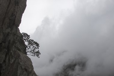 Cliff üzerinde büyüyen ağaç