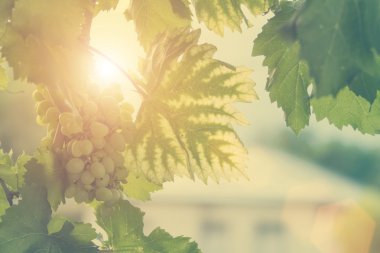 Mavi üzüm ve güneş patlaması