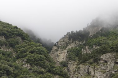 Sabah sis kayalıklardan ağaçta