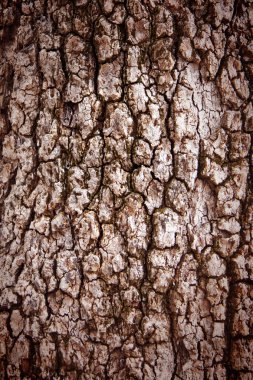 Ağaç kabuğu dokusu