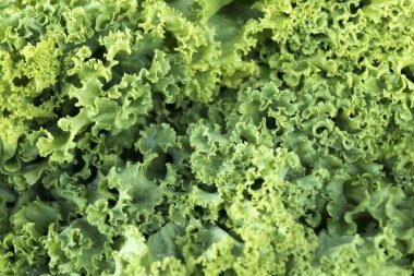 Yeşil salata yaprakları kavisli