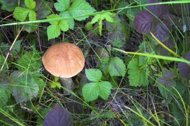 güzel kırmızı mantar