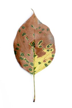Tek sonbahar yaprak