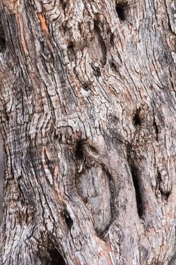 Ağaç kabuğu dokusu