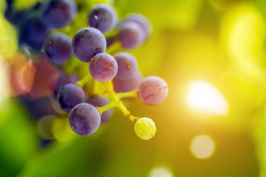 Mavi üzüm ve güneş patlaması