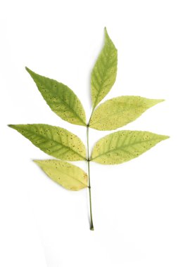 Yaprakları ile yeşil sonbahar dal