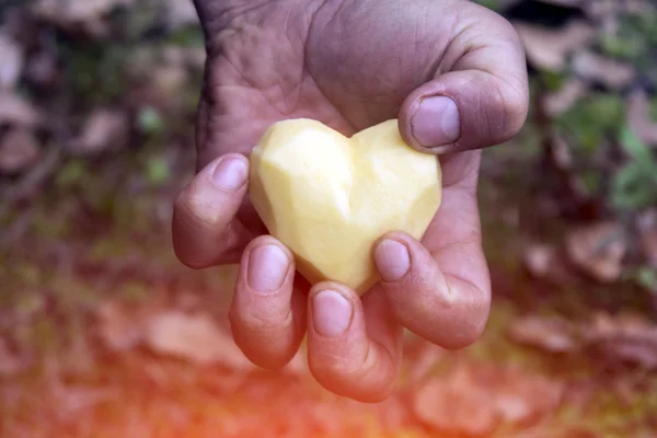 Heart shaped potato — Stock Photo, Image