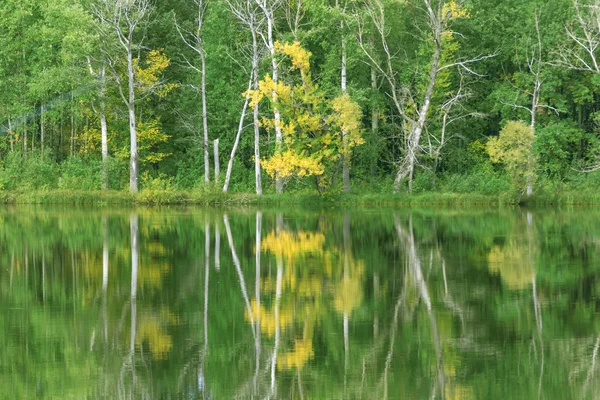 Pitoresca floresta de outono — Fotografia de Stock