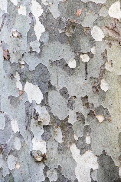 Baumrindenstruktur — Stockfoto