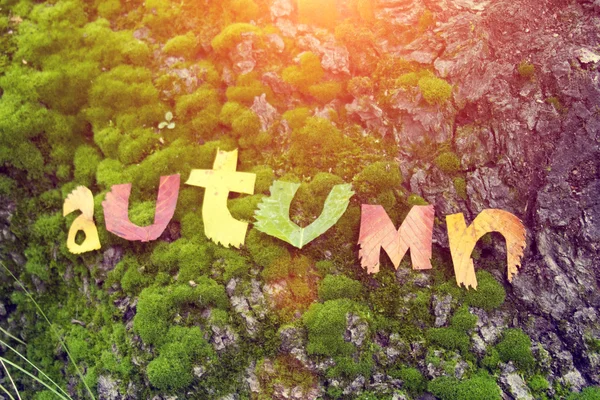 Word autumn cut out from leaves — Stock Photo, Image