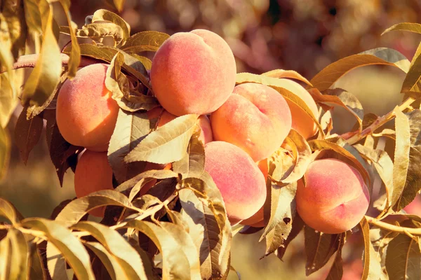 Green peach tree — Stock Photo, Image