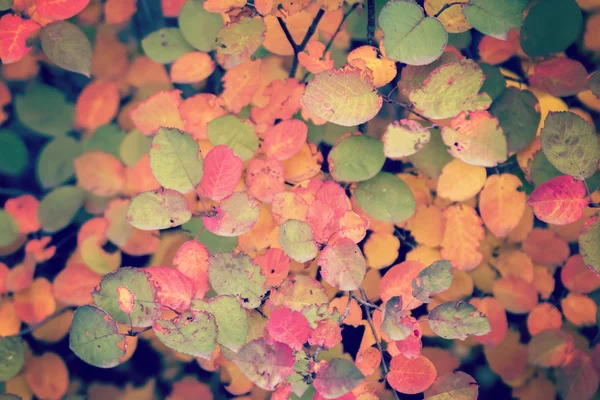 Γραφικό πολύχρωμα φύλλα — Φωτογραφία Αρχείου