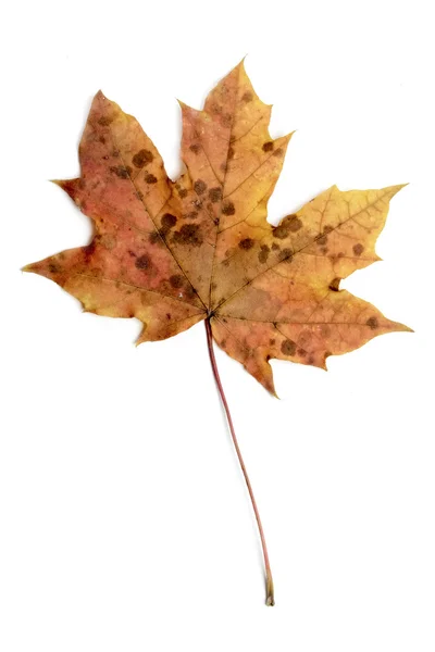 Één herfst esdoornblad — Stockfoto