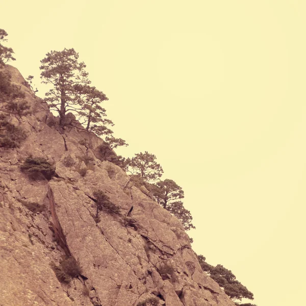 树木生长在悬崖上 — 图库照片