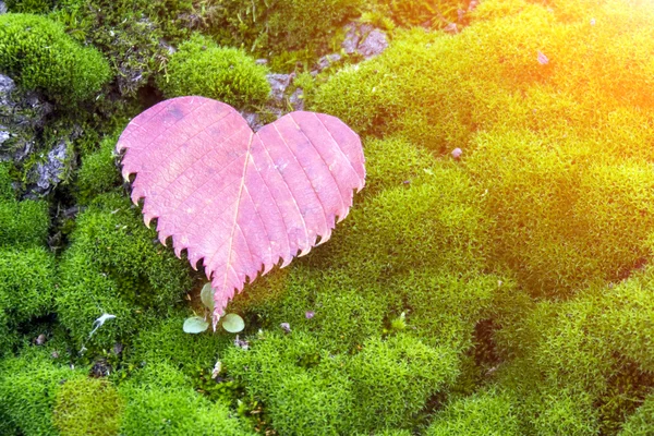 심장 모양의 붉은 잎 — 스톡 사진