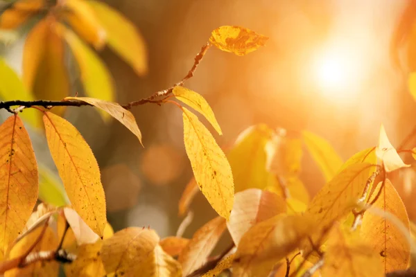 그림 같은 화려한 잎 — 스톡 사진
