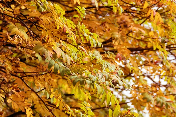 Pittoresche foglie colorate — Foto Stock