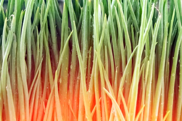 Row of green onions — Stock Photo, Image
