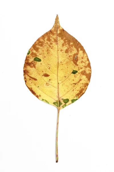 Hoja de otoño única — Foto de Stock