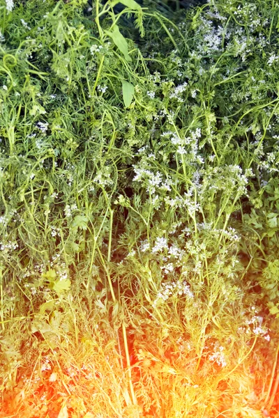 Variety green herbs — Stock Photo, Image