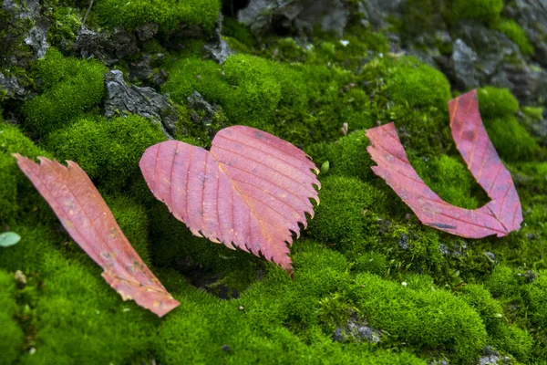 Szeretlek, őszi levelek a jelet — Stock Fotó