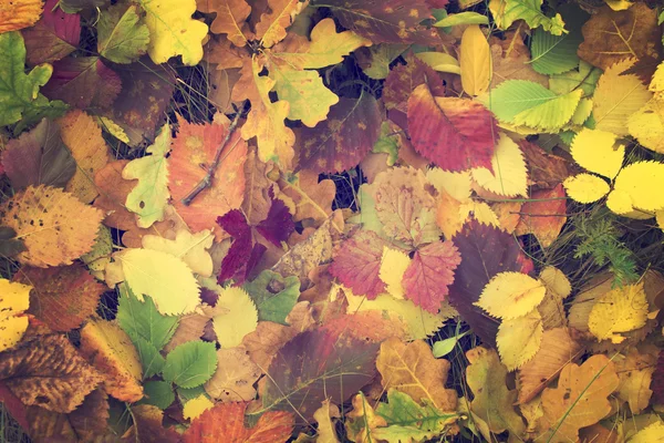 Folhas coloridas pitorescas — Fotografia de Stock