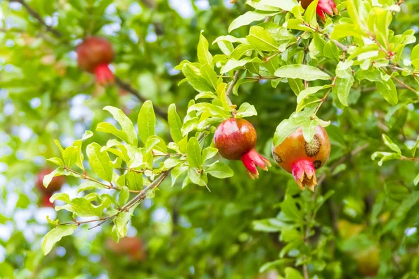 Pomegranate green tree — Stock Photo, Image