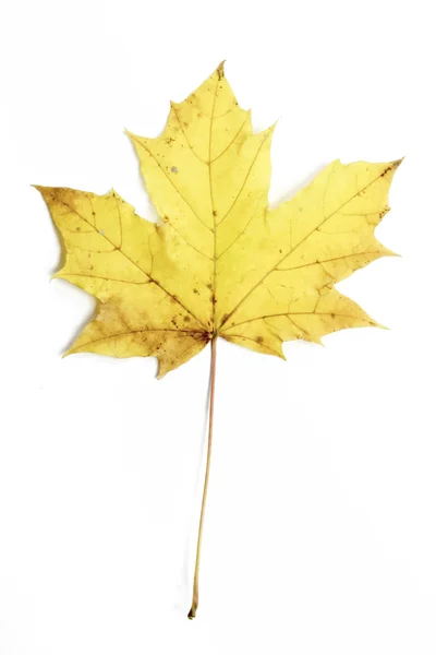 Single autumn maple leaf — Stock Photo, Image