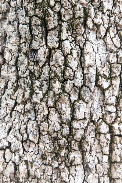 Textura da casca da árvore — Fotografia de Stock