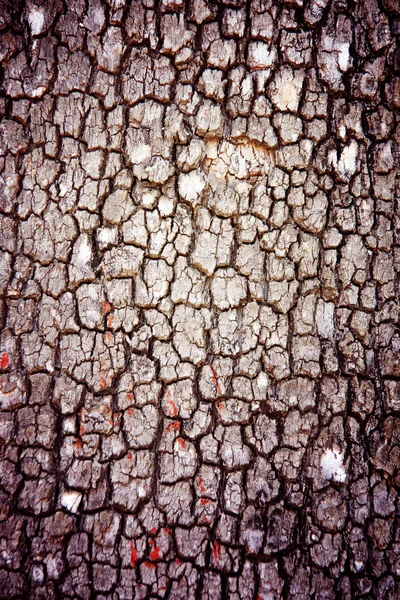 Struktura kůry stromu — Stock fotografie