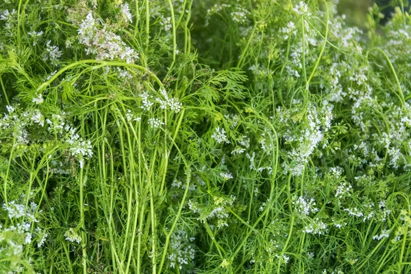 Variedad de hierbas verdes —  Fotos de Stock