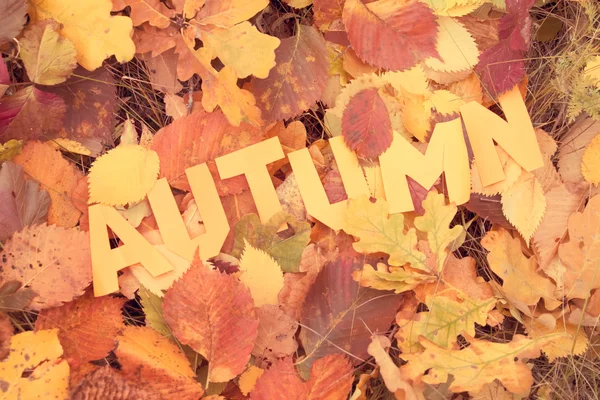 Slovo podzim Vystřihněte z papíru — Stock fotografie