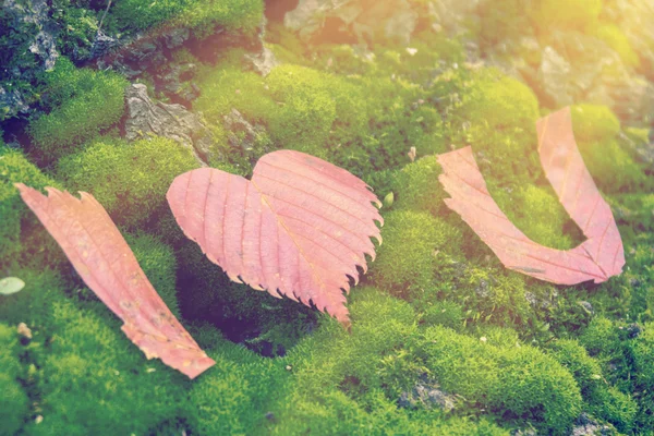 Amor você assina de folhas de outono — Fotografia de Stock