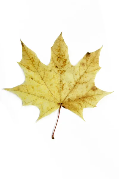 Single autumn maple leaf — Stock Photo, Image