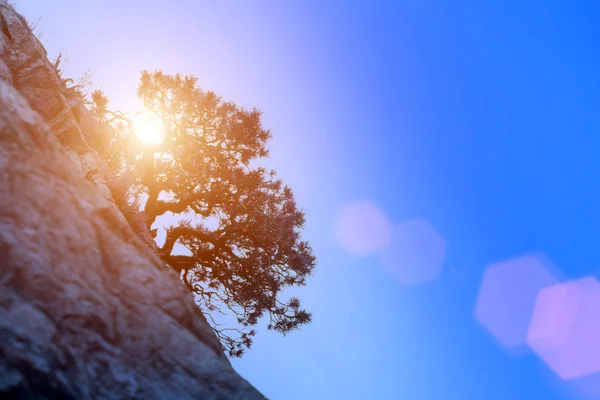 Alberi curvi che crescono su scogliere verticali — Foto Stock