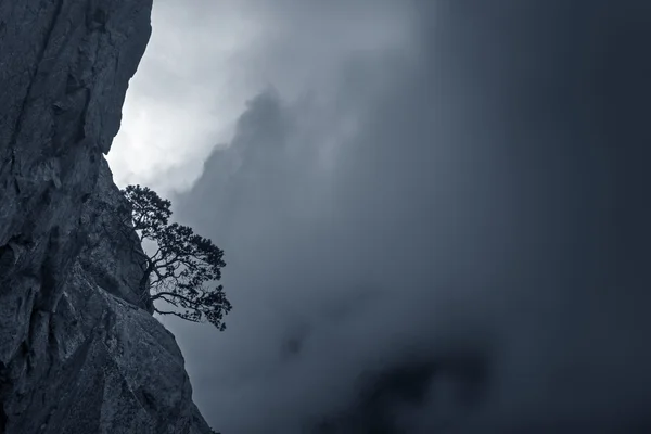 Árbol creciendo en acantilado — Foto de Stock