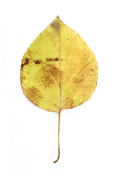 1 つの秋の葉 — ストック写真