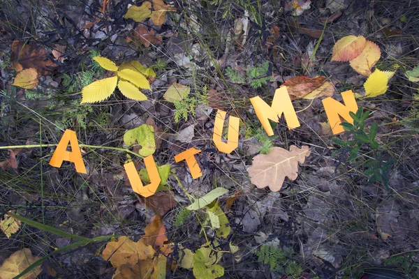 Word Autumn cut out from paper — Stock Photo, Image