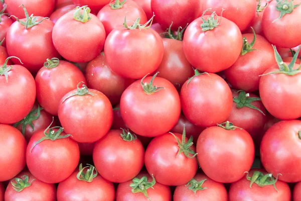 Rows of fresh tomatoes — Stock Photo, Image